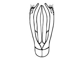   Osmia cerinthidis  male, diagram showing dorsal view of genitalia, diagram modified from Amiet 2004 
